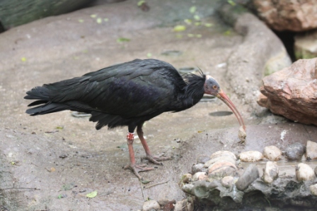 Ibis eremita - Hermit ibis
